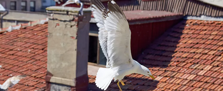 Residential Chimney Animal Removal Solution in Waterloo, ON